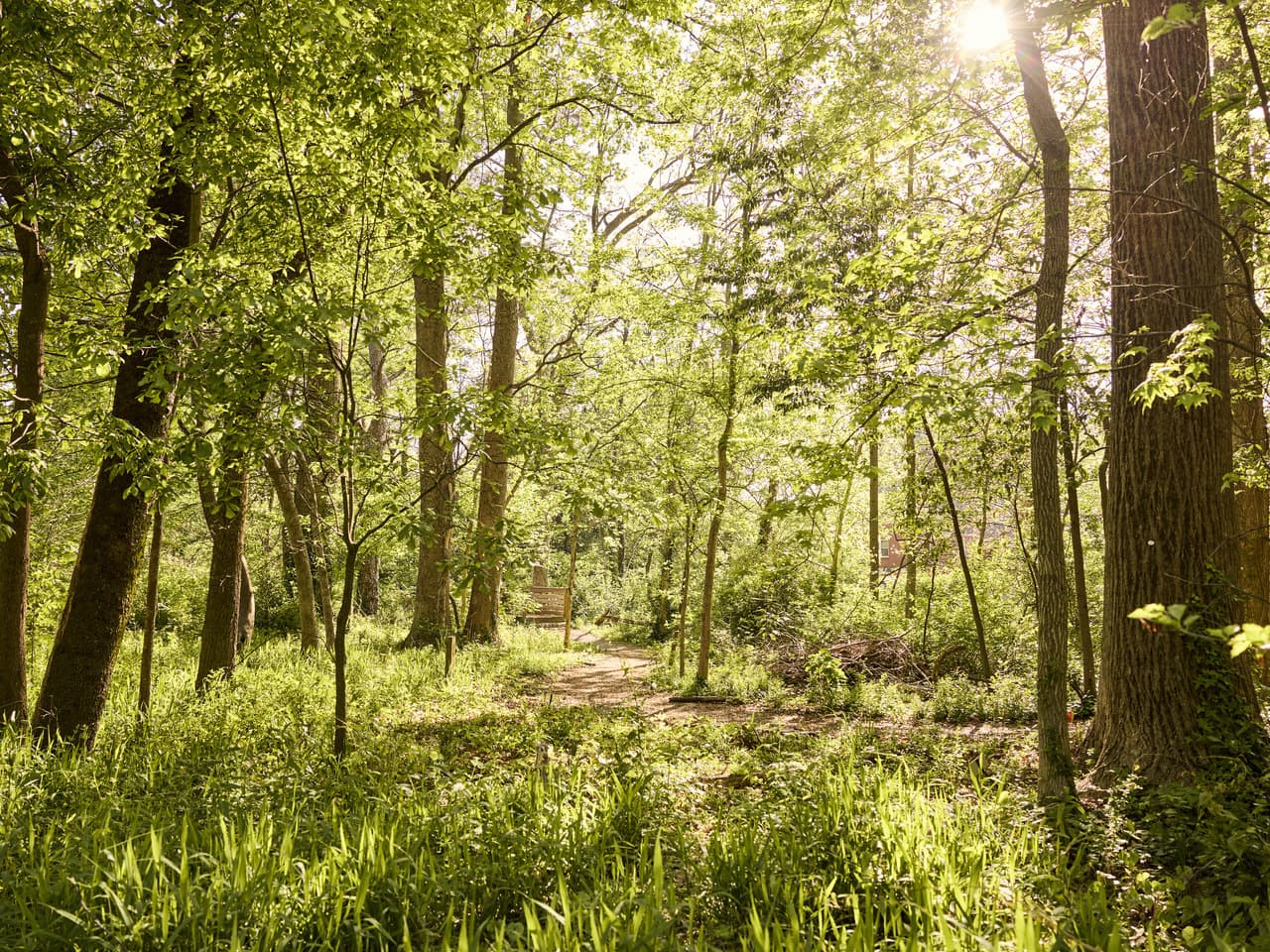 Trees and greenery shine in the light.