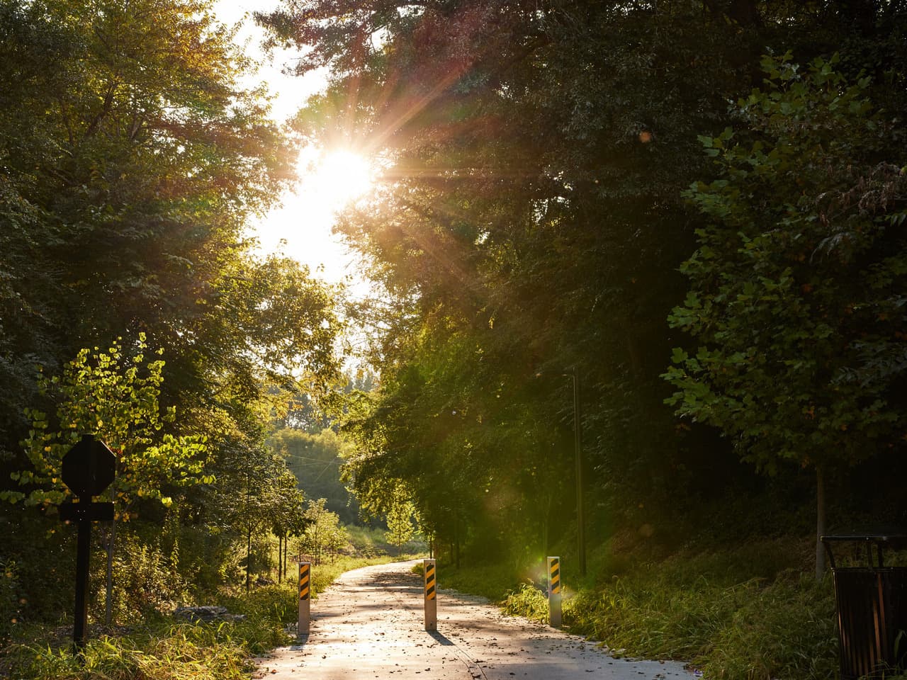 A trail goes through greenery with the sun shinning.