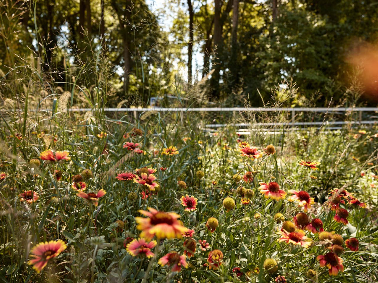 Wildflowers bloom along the Beltline's Southside Trail. Photo by Erin Sintos.