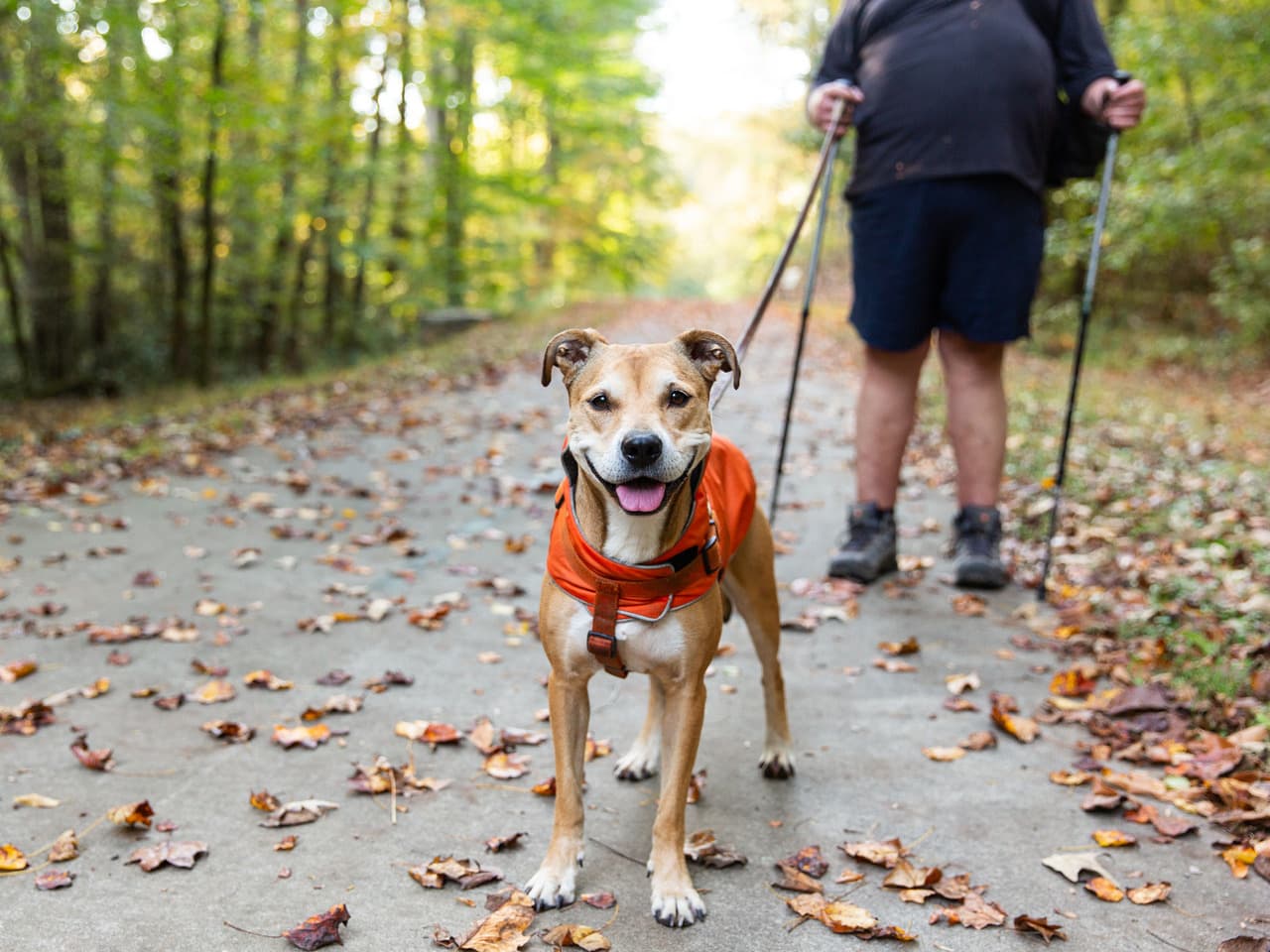 A happy dog stands on a trail with its owner behind.